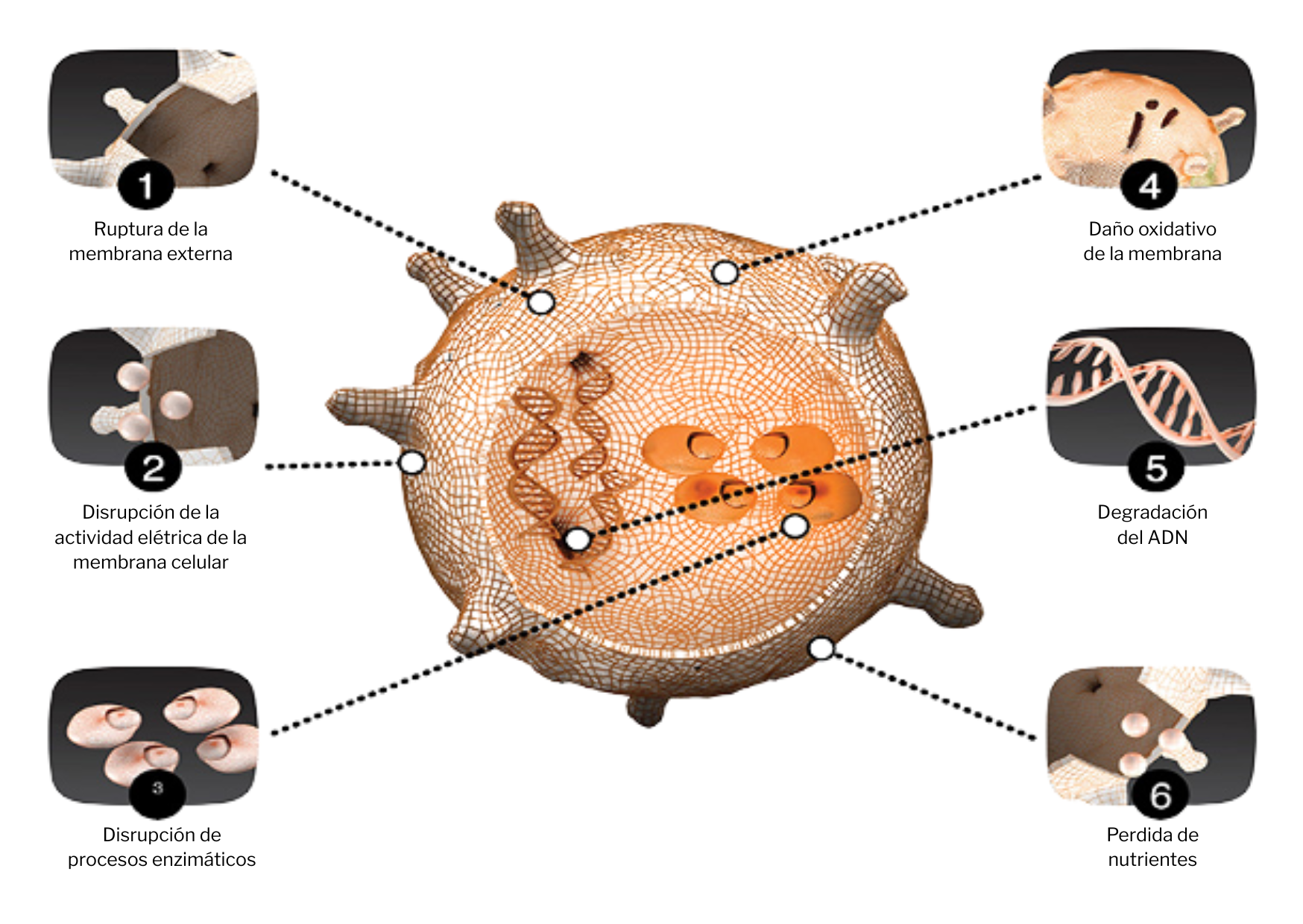 Thumbnail Molecular